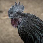 Dadar Beredar Cabang Jati Asih: Kualitas dan Rasa yang Tak Pernah Mengecewakan